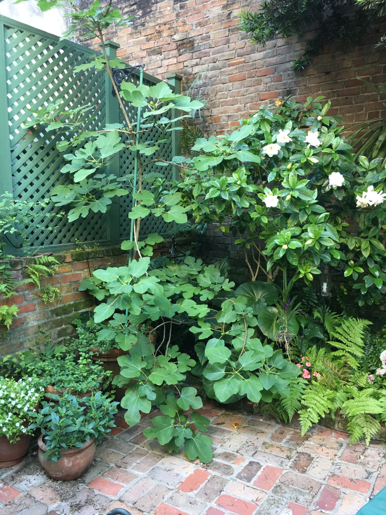 CourtyardFig.JPG
